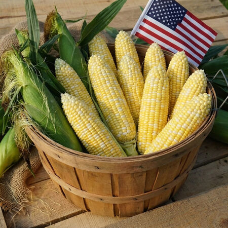 American Dream, (F1) Corn Seed - Packet (1 oz.) image number null